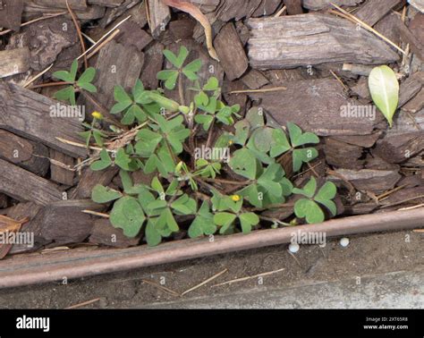 Creeping Woodsorrel (Oxalis corniculata) Plantae Stock Photo - Alamy