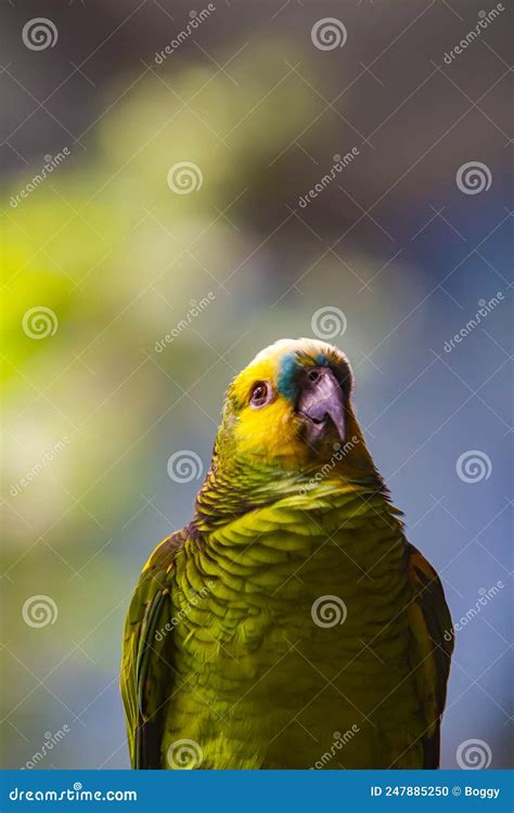 Yellow-naped amazon parrot stock photo. Image of natural - 247885250