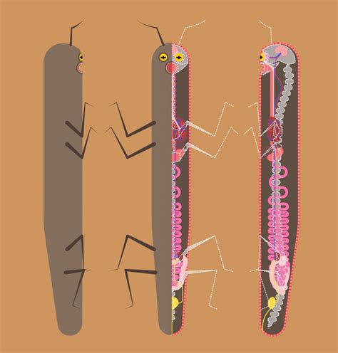 Image result for Alien Experiments Headless