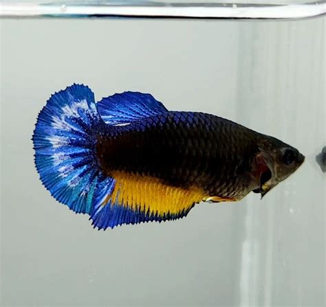 Image result for Betta Fish Compatibility