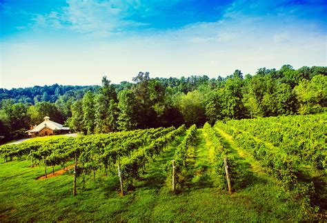 Elkin Creek Vineyard - Yadkin Valley, NC