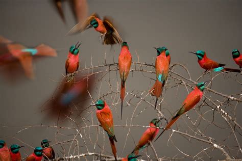 Alien Bird Evolution 的图像结果