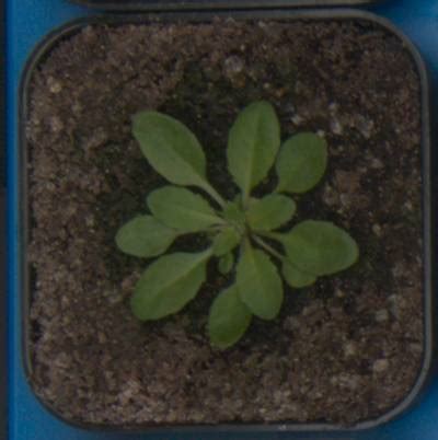 Plant Growth Segmentation - Dataset Ninja