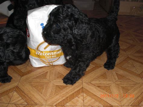 Pudel Havaneser Mix Welpen in Elmstein | Tiere | Kleinanzeigen