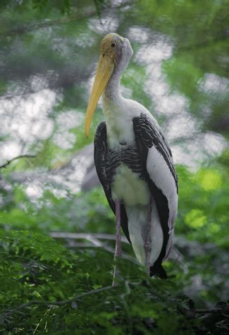 Karikili Birds Sanctuary
