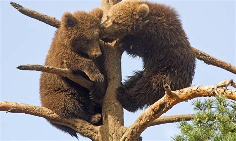 THON HOTEL BJØRNEPARKEN (Fla) - Hotel Reviews, Photos, Rate Comparison ...