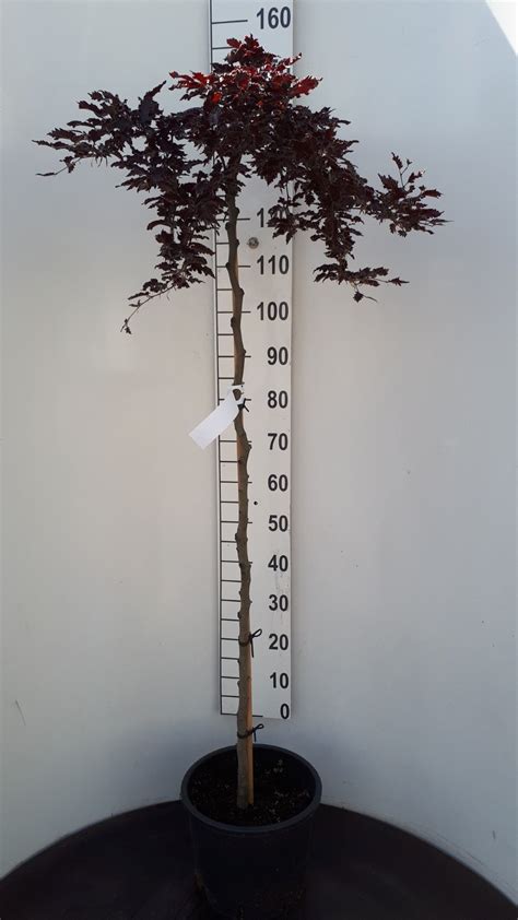 Fagus sylvatica Rohan Weeping H(100-120) cm - from | Getpotted.com