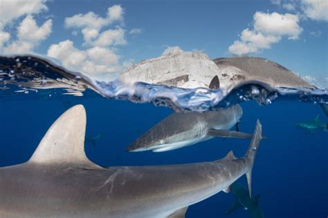 Sharks: Older Than Trees on YouTube