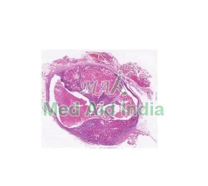 Digital Slides Of Lymphoreticular System Manufacturer, Supplier from Noida