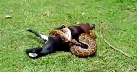 Video: Is humans saving a goat from a python a case of undue ...