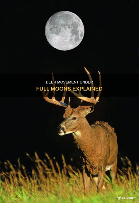 Deer Movement Under Full Moons Explained | ShunSpirit