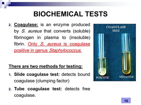 Staphylococcus Coagulase Positive Bacteria