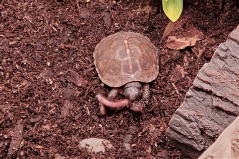 Image result for Different Types of Box Turtle