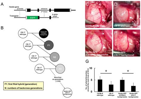 Establishment of a Reproducible Ischemic Stroke Model in Nestin-GFP ...