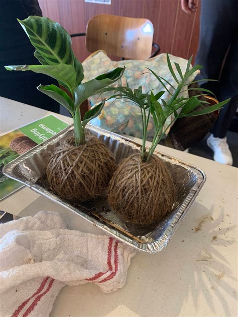 Kokedama making workshop , Marion Church of Christ, Adelaide, 6 July ...