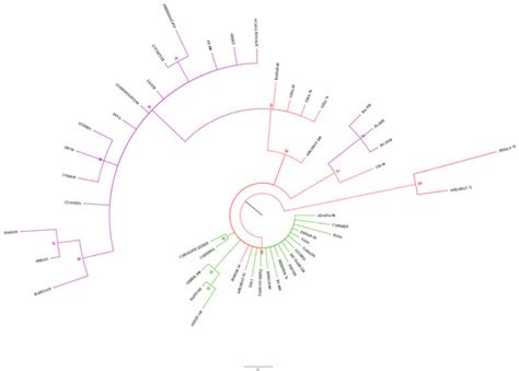 Determination of Genetic Diversity of Some Upland and Sea Island Cotton ...