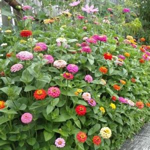 UGRA Zinnia Mix Seed Price in India - Buy UGRA Zinnia Mix Seed online ...