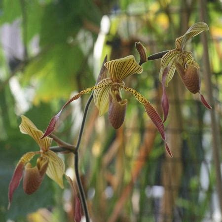 Paph. Julius (lowii X rothschildianum) - SS – EXOTICA ORCHIDS
