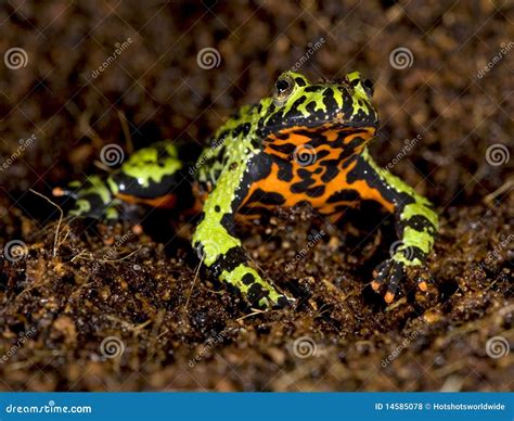 Oriental Fire Bellied Toad Defensive Pose, China Stock Photo - Image of ...