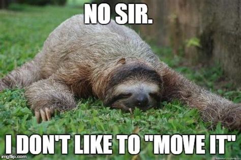 50+ Hilarious Sloth Memes To Brighten Your Day