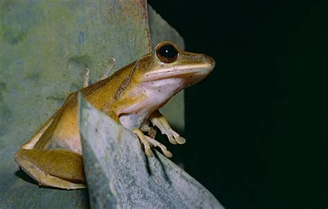 Tree Frog Range 的图像结果