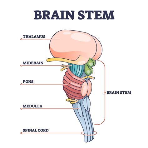 Parties du cerveau : Anatomie, structure et fonctions