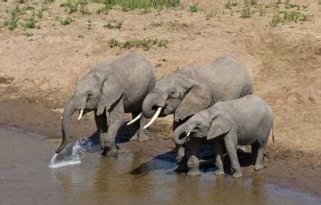 Experience 2 Days 1 Night Arusha with Tarangire Trip Package | Arusha ...