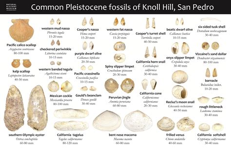 Image result for Shell Fossils Identification