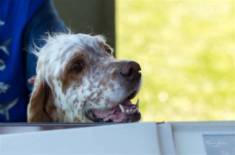 English Setter Rescue UK