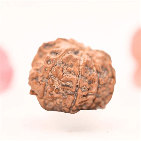 8 Mukhi Nepali Rudraksha - Regular – Adiyogi Rudraksh & Adiyogi Gemstones
