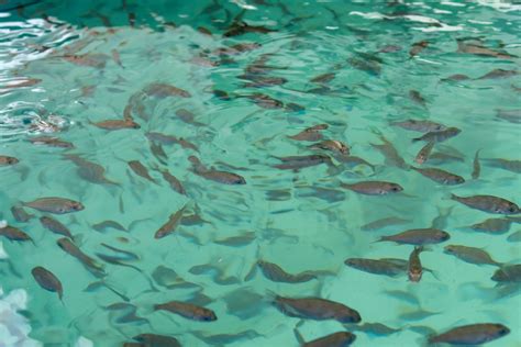 Image result for Fish Breeding