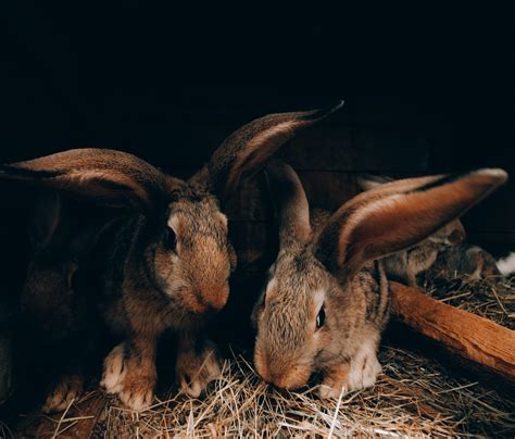 Can Rabbits Get Ear Mites From Hay at Joseph Eason blog