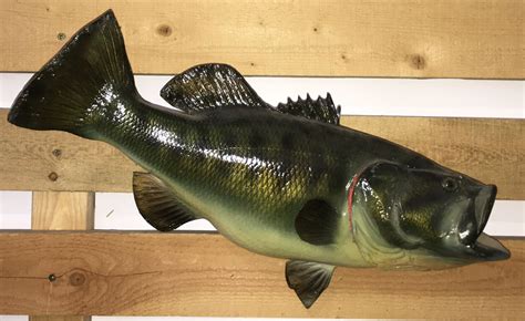 Lot - Taxidermy Largemouth Bass
