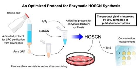 An Optimized Protocol for Enzymatic Hypothiocyanous Acid Synthesis