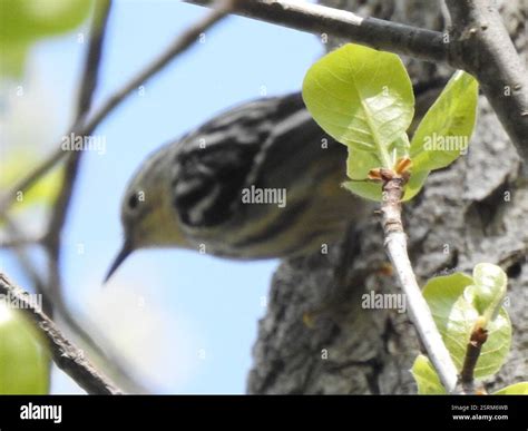 Black-and-white Warbler (Mniotilta varia), Aves, Rowley, MA, USA Stock ...