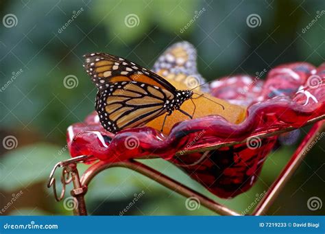 Image result for Butterfly Eating Graph