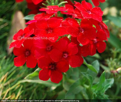 Garden Phlox, Phlox Drummondii