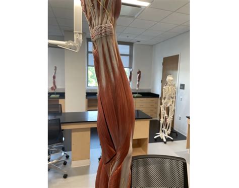 Image result for Human Arm Muscle Model