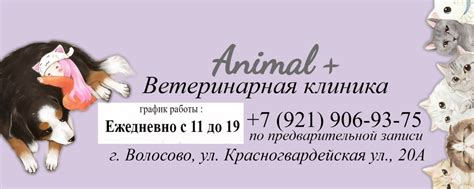Ветеринарная клиника ANIMAL+ г.Волосово | Ветеринарная клиника ...
