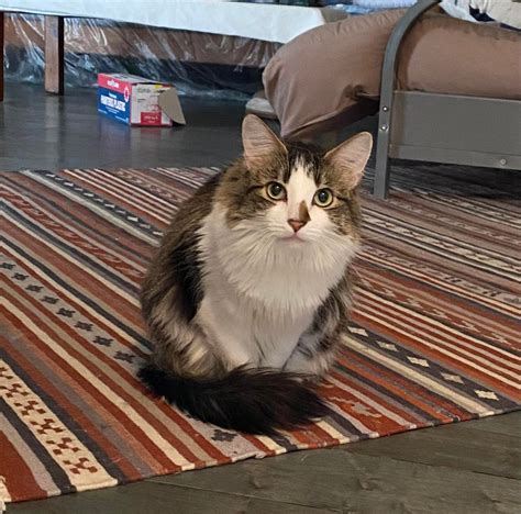 Former feral cat Claire sits so cute! : r/piebaldcats