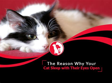 Cat Sleeping Eyes Half Open at Donna Bull blog