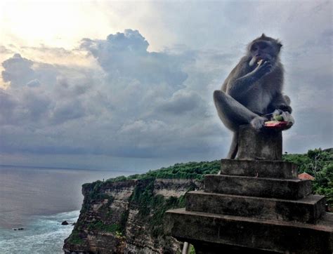 Where To See Monkeys In Uluwatu