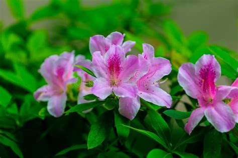 Image result for Springtime Garden