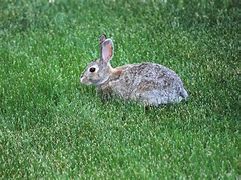 Image result for Picture of Rabbit Sitting On Nest