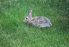 Image result for Cartoon Rabbit Sitting