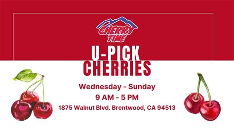 U-Pick Cherry Picking In Brentwood, CA 94513, 1875 Walnut Blvd ...