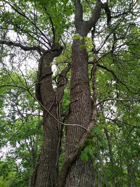 Organic herbicide for monster poison ivy, without killing the tree? : r ...