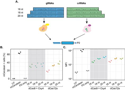 Guide RNA Function 的图像结果