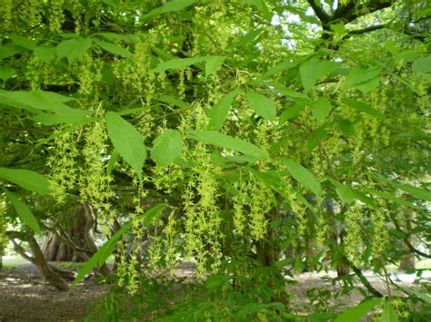 Acer carpinifolium - Hornbeam maple | Westonbirt