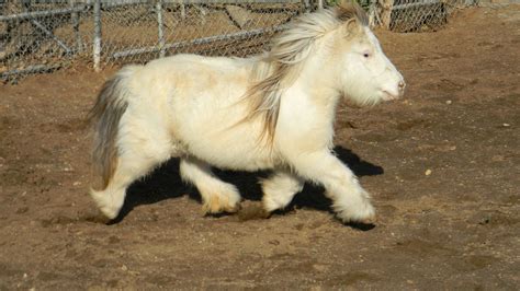 so fluffy | Cute horses, Horses, Fluffy animals